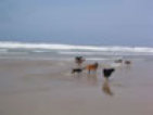 roseland_dog_training_club009007.jpg
