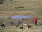 roseland_dog_training_club009008.jpg