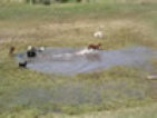 roseland_dog_training_club009009.jpg