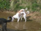 roseland_dog_training_club009010.jpg
