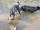 roseland_dog_training_club009011.jpg