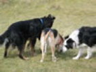 roseland_dog_training_club009015.jpg