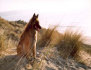 roseland_dog_training_club010001.jpg