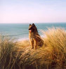 roseland_dog_training_club010002.jpg