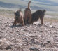 roseland_dog_training_club010006.jpg