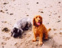 roseland_dog_training_club010007.jpg