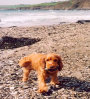 roseland_dog_training_club010008.jpg