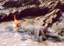 roseland_dog_training_club010009.jpg