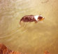 roseland_dog_training_club010010.jpg