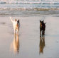 roseland_dog_training_club010012.jpg