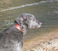 roseland_dog_training_club010014.jpg