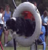 roseland_dog_training_club010015.jpg