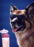 roseland_dog_training_club013003.jpg