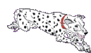 roseland_dog_training_club015004.gif