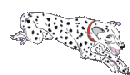 roseland_dog_training_club016004.gif