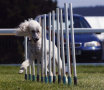 roseland_dog_training_club018005.jpg