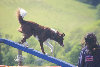 roseland_dog_training_club019002.jpg