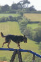 roseland_dog_training_club019004.jpg