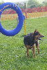 roseland_dog_training_club019005.jpg