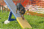 roseland_dog_training_club019006.jpg