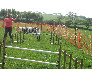 roseland_dog_training_club019011.jpg