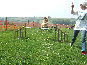 roseland_dog_training_club019012.jpg
