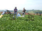 roseland_dog_training_club019015.jpg