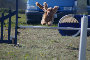 roseland_dog_training_club019017.jpg
