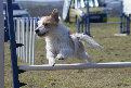 roseland_dog_training_club019018.jpg