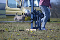 roseland_dog_training_club019019.jpg