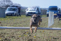 roseland_dog_training_club019022.jpg