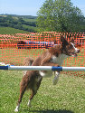 roseland_dog_training_club019024.jpg