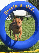 roseland_dog_training_club019025.jpg