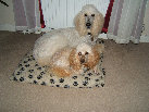 roseland_dog_training_club019026.jpg