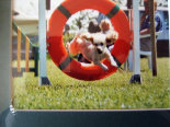 roseland_dog_training_club019027.jpg