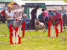 roseland_dog_training_club019028.jpg