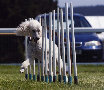roseland_dog_training_club019033.jpg